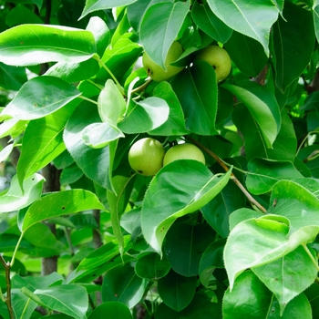 Pyrus pyrifolia 'Shinseiki' (114050)