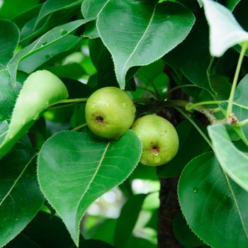 Pyrus 'Southern Bartlett' 