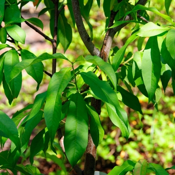 Prunus persica 'Red Baron'