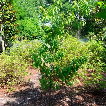 Prunus persica 'Red Baron' 