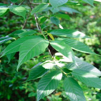 Prunus campanulata