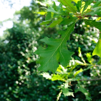 Quercus lyrata