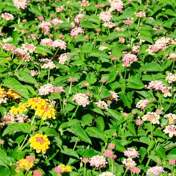 Lantana camara Landmark™ 'Peach Sunrise'