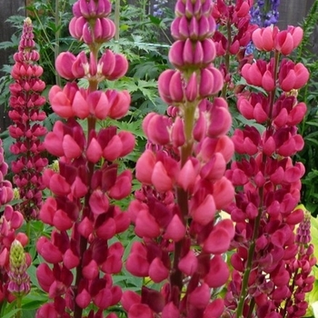 Lupinus regalis 'Morello Cherry' 