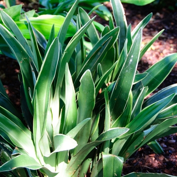 Rohdea japonica 'Variegata'