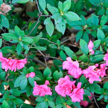 Rhododendron 'Conlea' PP10438