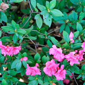 Rhododendron Encore® 'Autumn Rouge®'