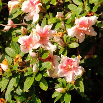 Rhododendron Encore® 'Autumn Belle®' PP19899