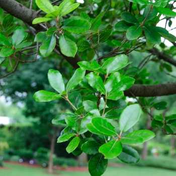 Quercus phillyraeoides 