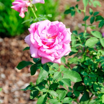 Rosa 'Miranda Lambert'