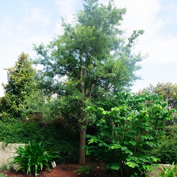 Quercus virginiana