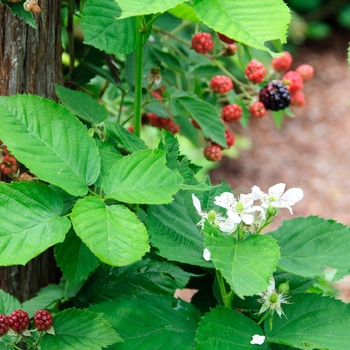 Rubus fruticosa 'Chester' 