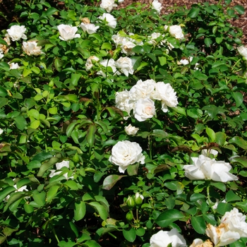 Rosa 'MEIcoublan' 