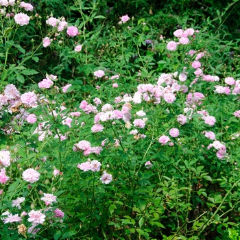 Rosa 'Caldwell Pink'