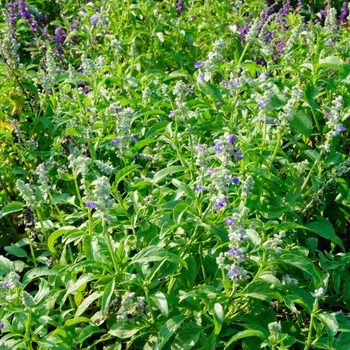 Salvia farinacea 'Snow Mountain' 