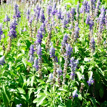 Salvia farinacea 'Blue Mountain' 