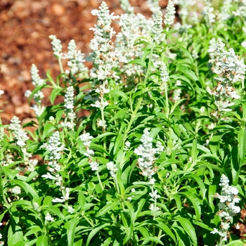 Salvia farinacea 'White' 