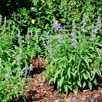 Salvia farinacea Cathedral™ 'Shining Sea'