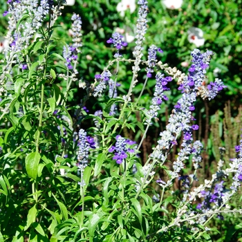 Salvia farinacea 'Purple' 