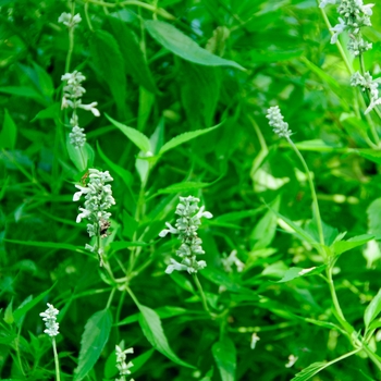 Salvia farinacea 'Augusta Duelberg'