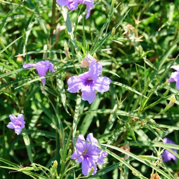 Ruellia simplex