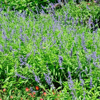 Salvia farinacea 'Henry Duelberg' 