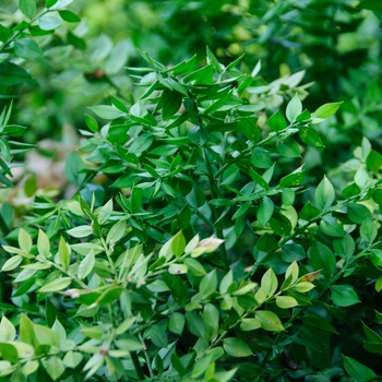 Ruscus aculaetus '' (114225)