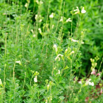 Salvia 'Lemon Light'