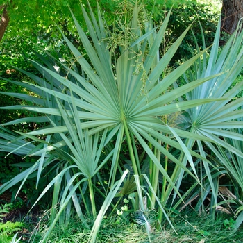 Sabal minor '' (114230)