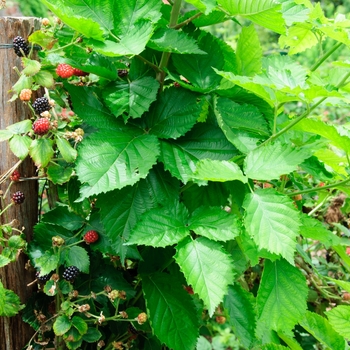 Rubus 'Prime-Jim®'