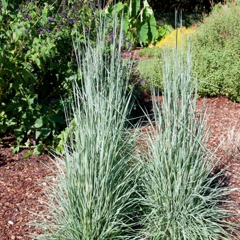 Schizachyrium scoparium Hit Parade™ 'Good Vibrations'