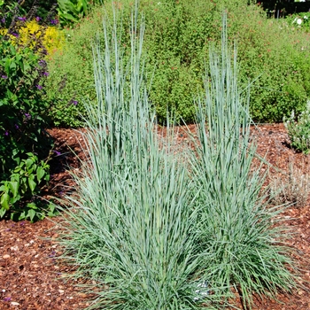 Schizachyrium scoparium 'Good Vibrations' 