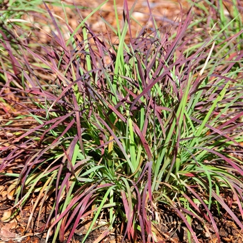 Schizachyrium scoparium 'Cinnamon Girl' (114261)