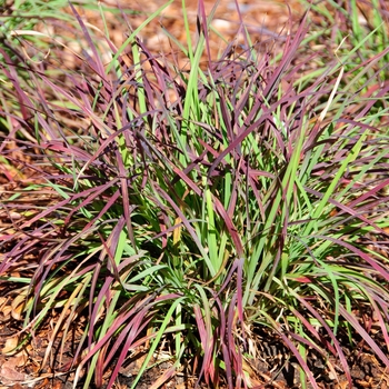 Schizachyrium scoparium 'Cinnamon Girl'