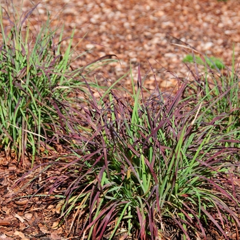 Schizachyrium scoparium 'Cinnamon Girl' 