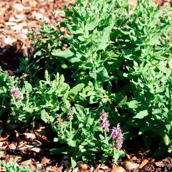 Salvia nemorosa Salute™ 'Pink'