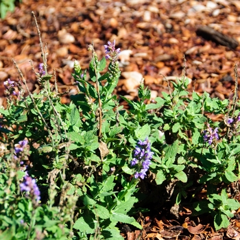 Salvia nemorosa Salute™ 'Ice Blue'