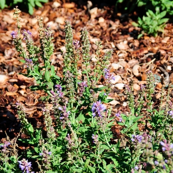 Salvia nemorosa 'Ice Blue' 