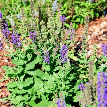 Salvia nemorosa Salute™ 'Deep Blue'