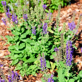 Salvia nemorosa 'Deep Blue' 