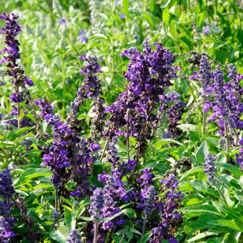 Salvia farinacea 'Violet Candle' 