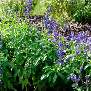 Salvia farinacea 'Midnight Candle' 