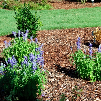 Salvia farinacea 'Midnight Candle'