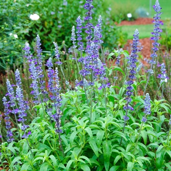 Salvia farinacea Cathedral™ 'Purple'