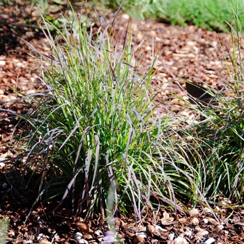 Schizachyrium scoparium 'Seasons in the Sun'