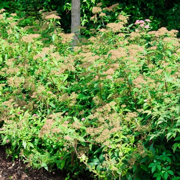 Spiraea japonica 'Shirobana' 