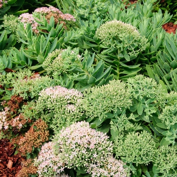 Sedum 'Pure Joy' PP24194, Can 5340