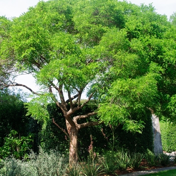 Sophora affinis