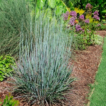 Schizachyrium scoparium 'Standing Ovation'