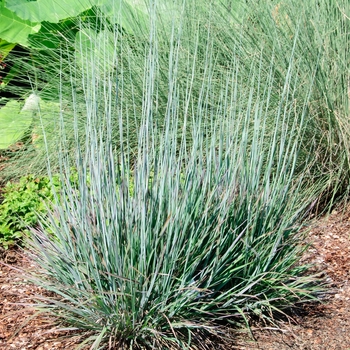 Schizachyrium scoparium 'Standing Ovation' (114321)